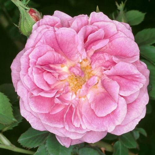 E-commerce, vendita, rose, in, vaso rose bourbon - rosa - Rosa Queen of Bourbons - rosa intensamente profumata - Mauget - Ha dei bei fiori a forma di coppa di color rosa e molto profumati.